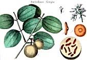 Botanical board drawing of Strychnos nux vomica