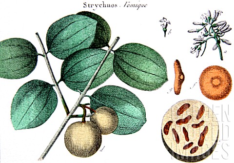 Botanical_board_drawing_of_Strychnos_nux_vomica