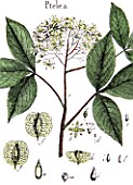 Botanical board drawing of Ptelea
