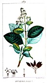 Botanical board drawing of Quinquina