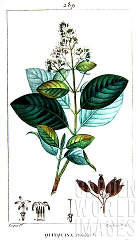 Botanical_board_drawing_of_Quinquina