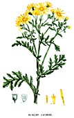 Botanical board drawing of Senecio