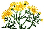 Botanical board drawing of Senecio