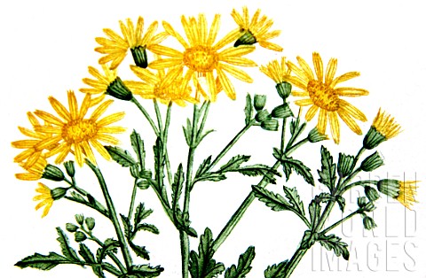 Botanical_board_drawing_of_Senecio