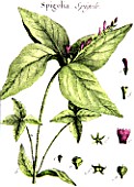 Botanical board drawing of Spigelia