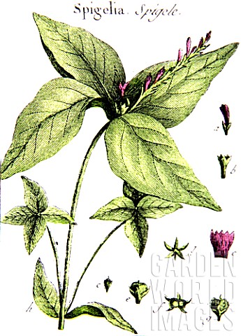 Botanical_board_drawing_of_Spigelia