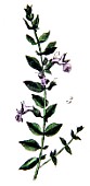 Botanical board drawing of Teucrium maritum marum