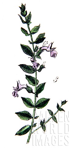 Botanical_board_drawing_of_Teucrium_maritum_marum