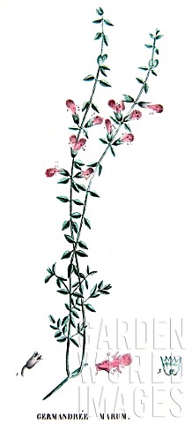 Botanical_board_drawing_of_Teucrium_maritum_marum