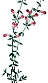 Botanical board drawing of Teucrium maritum marum