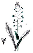Botanical board drawing of Thlaspi bursa pastoris