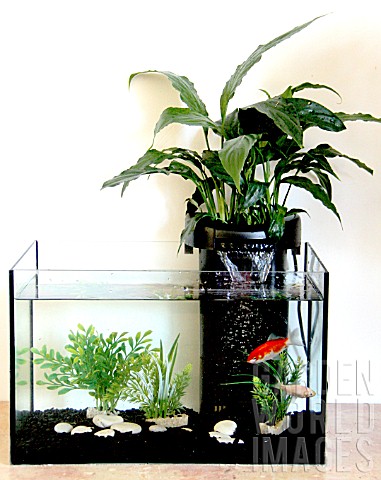 Step_by_step_of_a_natural_filter_for_water_of_an_aquarium_kit_installed_on_aquarium