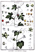 Botanical board drawing of Bryonia and Sicyos