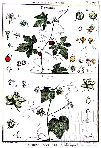 Botanical_board_drawing_of_Bryonia_and_Sicyos