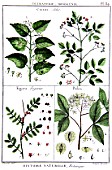 Botanical board drawing of Cissus, Fagara and Ptelea