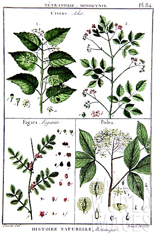 Botanical_board_drawing_of_Cissus_Fagara_and_Ptelea