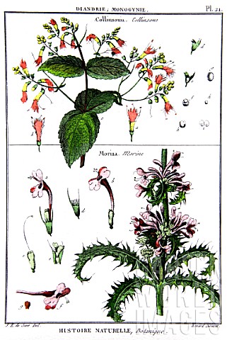 Botanical_board_drawing_of_Collinsonia_and_Morina
