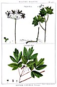 Botanical board drawing of Diphylleia and Caulophyllum