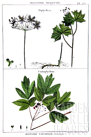 Botanical_board_drawing_of_Diphylleia_and_Caulophyllum