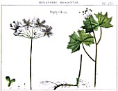 Botanical board drawing of Diphylleia