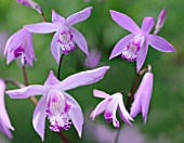 Bletilla striata (Orchid)