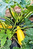 Zucchini Gold Rush in a kitchen garden