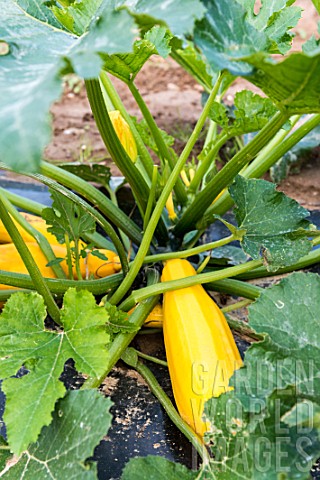 Zucchini_Gold_Rush_in_a_kitchen_garden