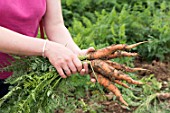 Harvest of carrots in a kitchen garden