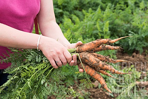 Harvest_of_carrots_in_a_kitchen_garden