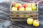 Apple Delbar harvest in a garden