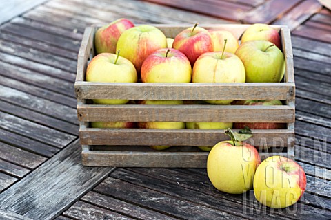 Apple_Delbar_harvest_in_a_garden