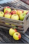 Apple Delbar harvest in a garden