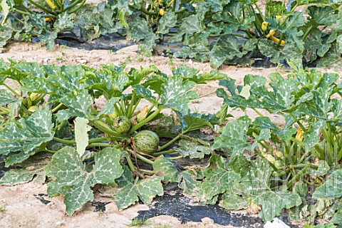 Round_zucchinis_in_a_kitchen_garden