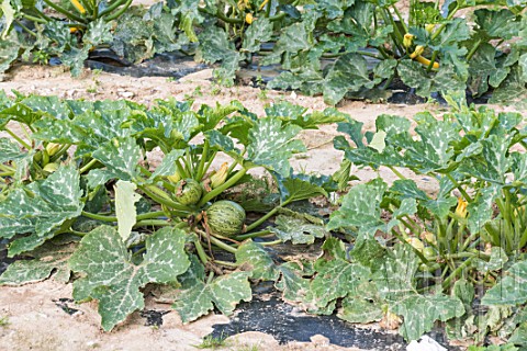 Round_zucchinis_in_a_kitchen_garden