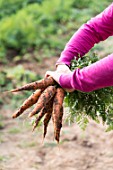 Harvest of carrots in a kitchen garden