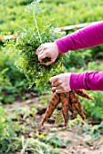 Harvest of carrots in a kitchen garden