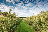 Falstaff apple trees in fruit in an orchard