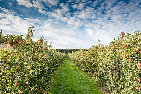 Falstaff_apple_trees_in_fruit_in_an_orchard