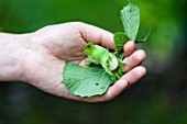 Picking of Hazelnuts in a garden