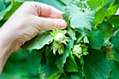 Picking of Hazelnuts in a garden