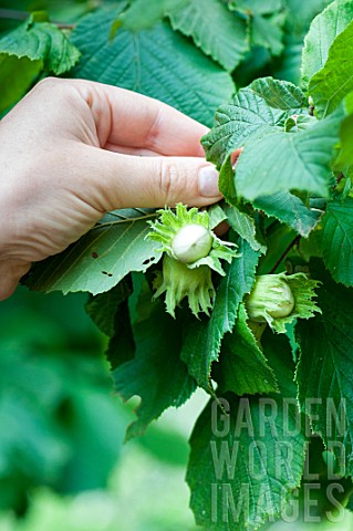 Picking_of_Hazelnuts_in_a_garden