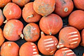 Squash harvest in a garden