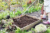 Planting of strawberry plants in a square garden