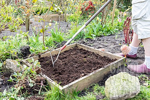 Planting_of_strawberry_plants_in_a_square_garden