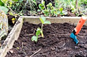 Planting of strawberry plants in a square garden