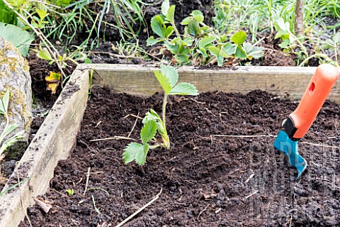 Planting_of_strawberry_plants_in_a_square_garden