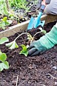 Planting of strawberry plants in a square garden