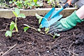 Planting of strawberry plants in a square garden