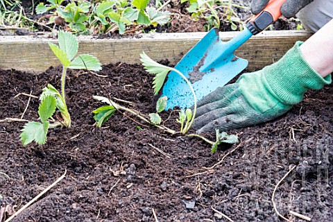 Planting_of_strawberry_plants_in_a_square_garden