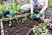 Planting of strawberry plants in a square garden